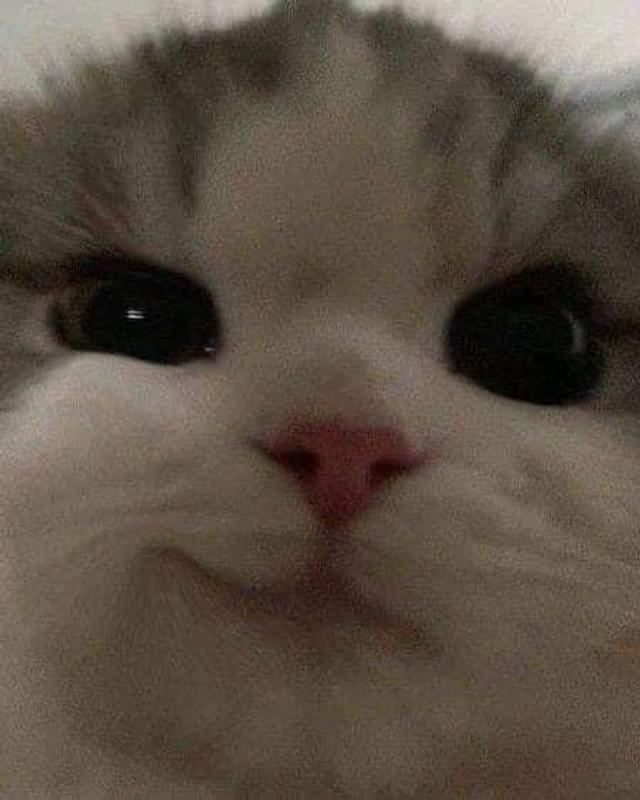 GiangPhạm DungSophiePhạm Dung