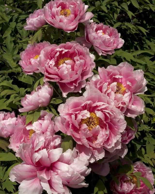 Chẳng Là Của Ai