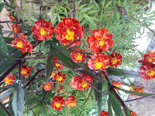 Truc –
Nói chuyện trên trời dướ…..