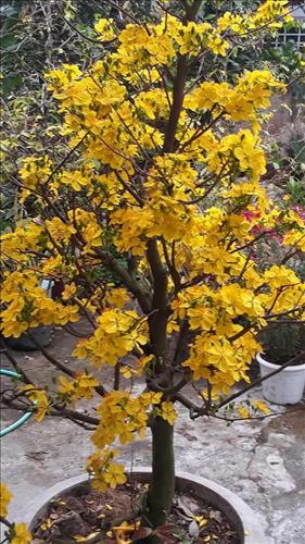 Binh Yen –
Chân thật , không ích kỉ ……