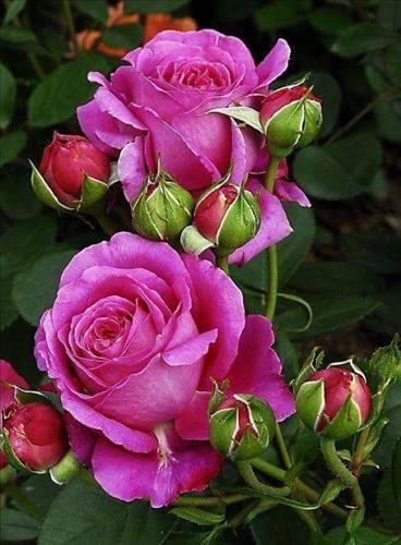 may tim –
Trò chuyện