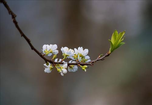 Voi mộng mơ –
Là 1 người bạn đời và l…..
