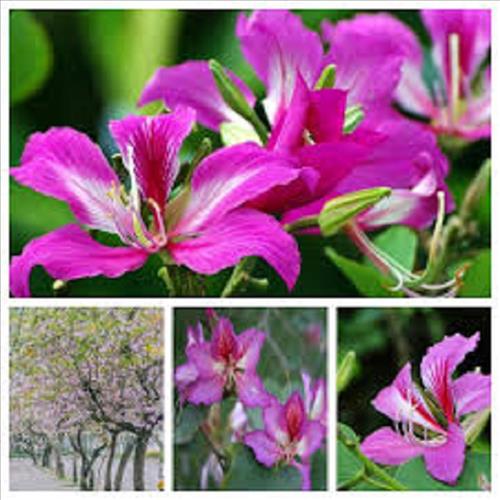 Phonglinhtim  –
Sống tình cảm, chân thành……