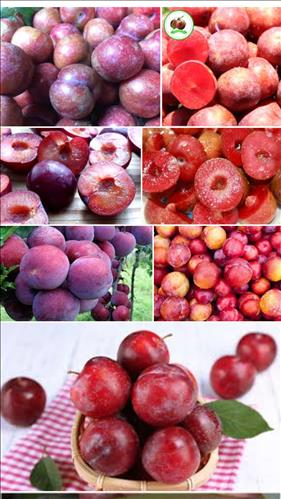 Gì cũng đc –
Vui tính k nói bậy           …..