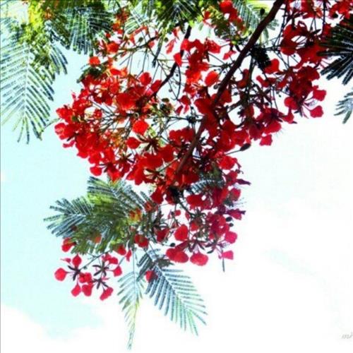 ngô phượng –
Tìm bạn cùng hoàn cảnh, bi…..