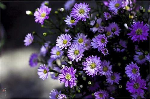 Hạnh Dung –
Chân thành – Một cái nắm t…..