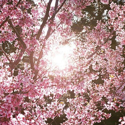 Thao nguyen xanh –
Nghiêm túc, cầu tiến       …..