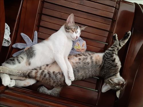 Hoa –
Chân thanh, cởi mở  vui vẻ…..