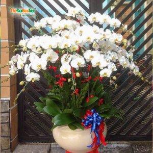 Khoa Hong –
Tim mot nguoi đọc than , ly ho…..