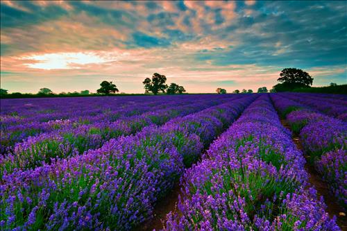 ngôi sao nhỏ –
tìm bạn