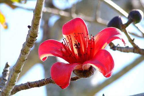 Mộc Miên –
Nếu Anh bốn mươi lăm tuổ…..