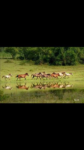 Hoa hồng –
Tâm lý, chín chắn và tốt …..