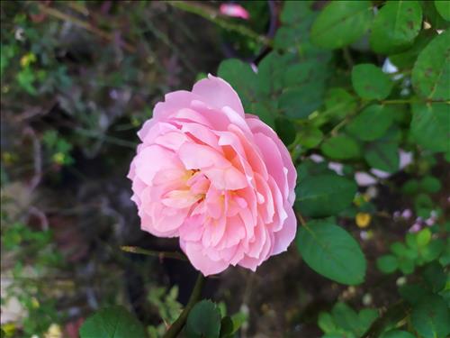 Mưa hồng –
Mình muốn có bạn để chia…..