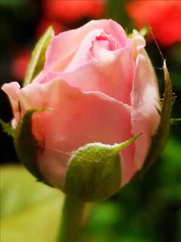 Ri Su –
Đừng yêu nữa, em mệt rồ…..