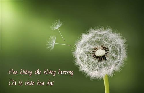 Bồ Công Anh –
Có thể chở che, có thể th…..