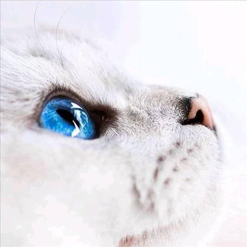 Ngọc Hân –
Tìm bạn mới