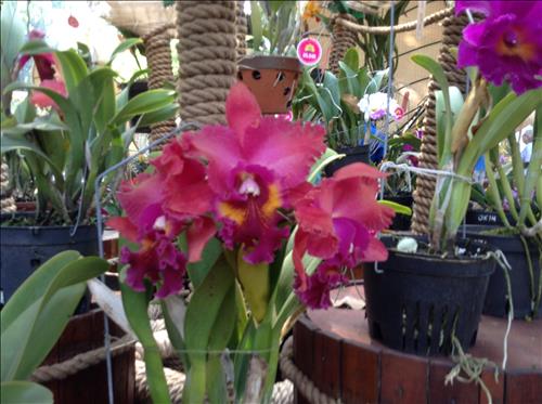 Ngọc Thi –
Tương đồng quan điểm và …..