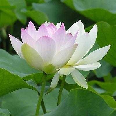 Hoa sua –
hiền lành, nghiêm túc, tâm …..