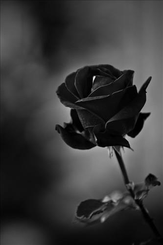 Black Rose – 
Love me