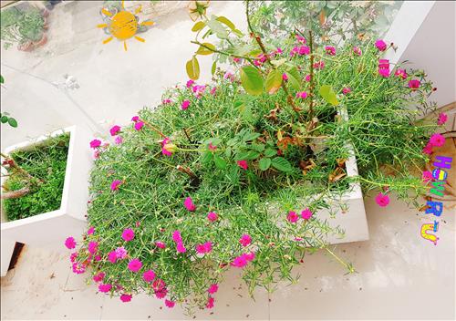 đon lê –
vui vẻ