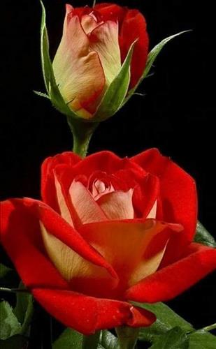 Thư Nguyễn  –
Song biet quan tam chia se , yeu …..