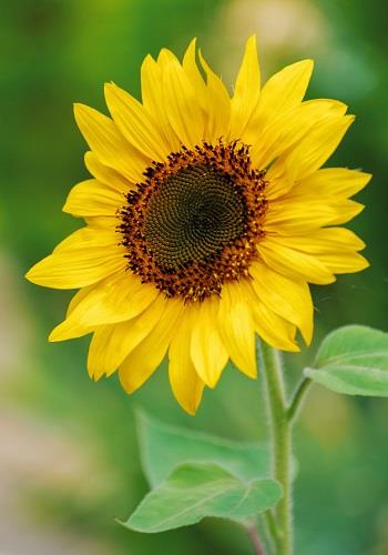 minmin –
Vạn sự tùy duyên!          …..