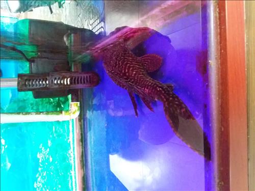 An Lac –
Tìm người yêu có ý định…..