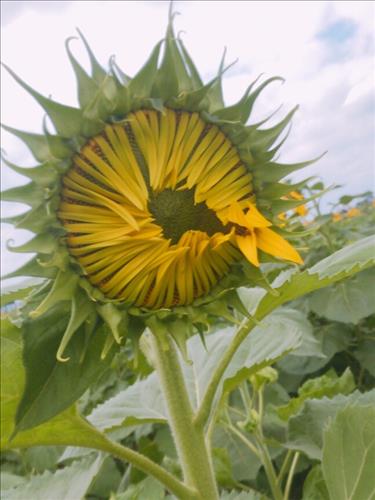 Gió –
Trưởng thành. Ấm áp biết…..