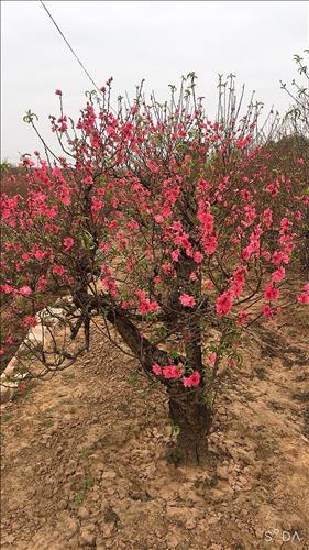 Trangtran –
Chân thành vui vẻ            …..