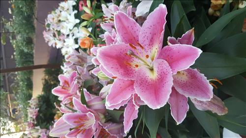 Mai Yen –
Tìm bạn tâm sự, chia sẻ c…..