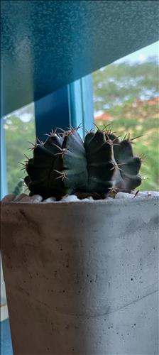 Căn phòng nước mắt –
…..