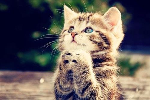 Tiger –
Thích xê dịch khám phá, 1 c…..