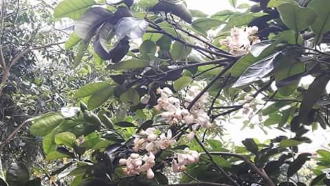 Nhat Cuc –
Tôi muốn tìm kiếm một tì…..