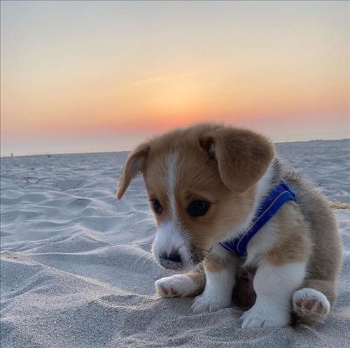 Hanki –
1 người bạn “ hữu duyên…..