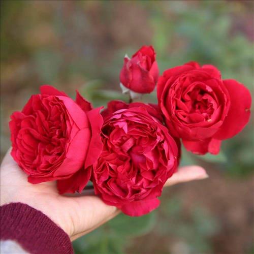 Rose –
Cung quan diem