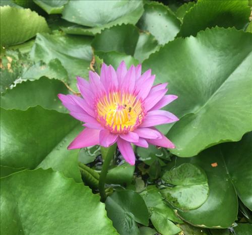 Nhung Nguyen –
Tìm bạn hợp ý