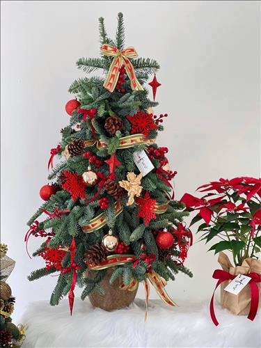 Hoa mau don –
Vui ve .biet ung xu ..chan thanh …..