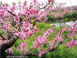 Thảo –
Tâm đầu ý hợp