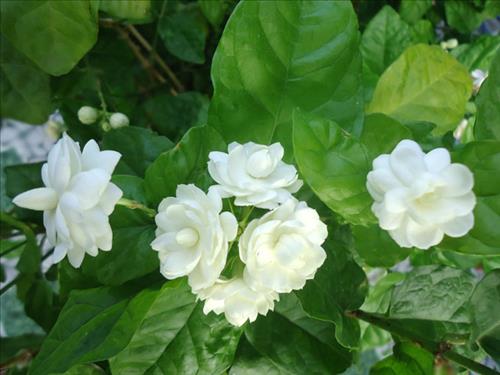 Khong Tìm Nữa –
Khong tìm nữa