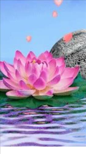 Sen Ha –
Trung thực, hòa đồng bao du…..