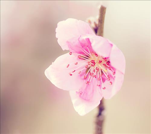 LAN MAI –
Chân thành. biet lang nge.    …..