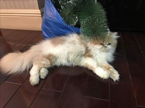 Khánh Linh Hoàng –
Vui tính . Thoáng tính . Hòa …..