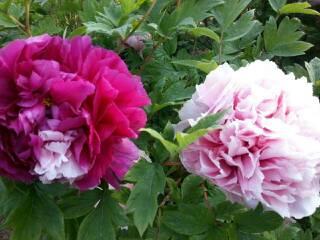 Thaotrang 45 –
Này anh xin giữ lại dùm nha…..