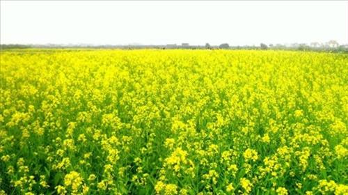 Pha la tím –
Vạn sự tùy duyên .         …..