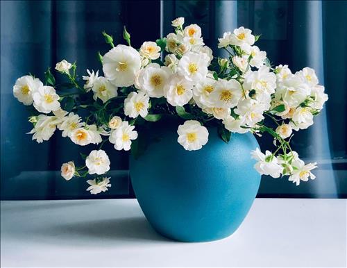 Mitom81 –
Tìm tri kỷ