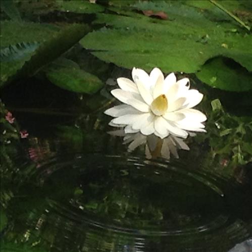 Phuong –
Hiểu biết và chân thật   …..