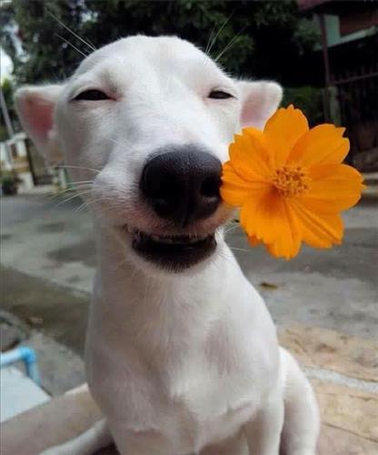 Cỏ úa –
Dịu dàng, có tâm            …..