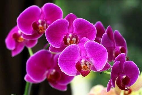 toi di tim toi –
giong tui