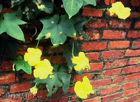 Yubi –
Tìm ny lâu dài.