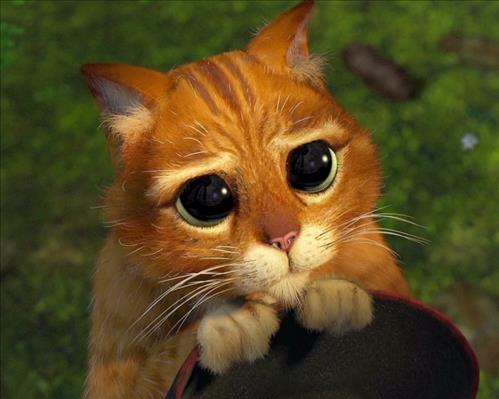 corgi –
hiền lành nhưng cũng hư 1 c…..